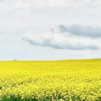 菜の花 の投稿画像一覧 Greensnap グリーンスナップ