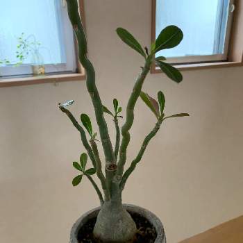 アデニウム,植物のある暮らし,塊根植物のある暮らし,すきなものシリーズ,金沢市の画像