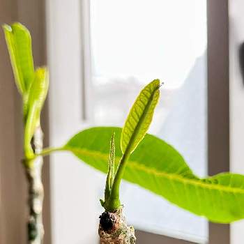 熱帯植物の画像 by ruddyさん | 部屋とプルメリア シンガポールホワイトと熱帯植物とブラックティップとおうち園芸