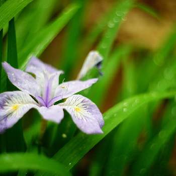 ヒメシャガの画像 by XLCRさん | お出かけ先とヒメシャガと薄紫色の花と雨と花を撮る暮らし