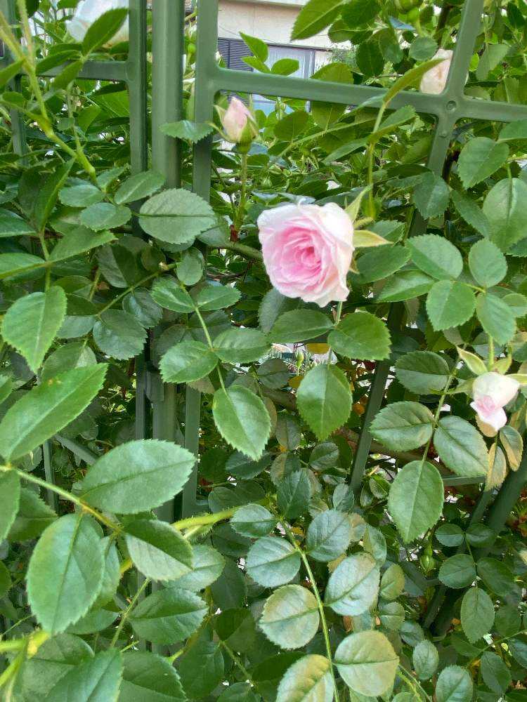 バラ苗 ゆきこ トゲなし 9 2025年最新】トゲ無し薔薇の人気