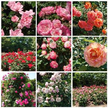 バラ園の画像 by yamacciさん | お出かけ先とバラ園とばら バラ 薔薇