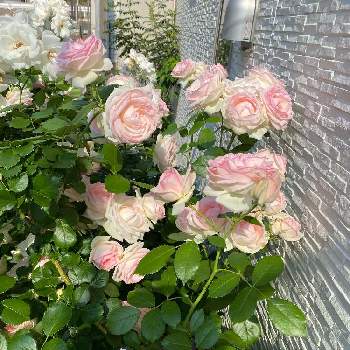 綺麗の画像 by ムーミンさん | 玄関とピエールドゥロンサールとバラ・ピエールドゥロンサールとただいま生長中！と#王道とピンク❤︎ピンクとつるバラとおうち園芸と綺麗とかわいい