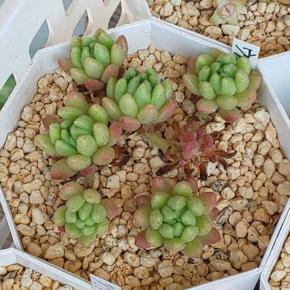 【5カット】セダム『ウインクレリー』多肉植物　根なし　お試しに♡頭1〜1.5㌢程 5カット】セダム『ウインクレリー』多肉植物 根なし お試しに♡頭1〜