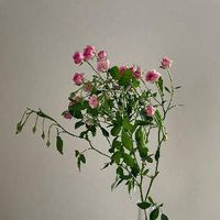 薔薇,観葉植物,癒し,お花畑    ,ブーケの画像