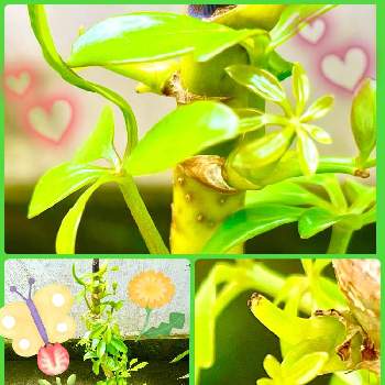 カポック☆の画像 by たかちん0214さん | バルコニー/ベランダとカポックとカポック☆と観葉植物好き