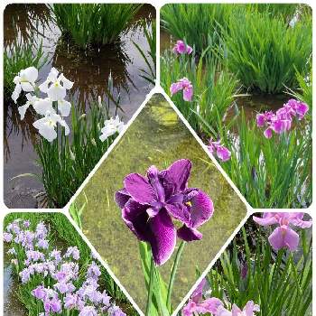 アイリスの花の画像 by クミピさん | お出かけ先とアイリスの花と花菖蒲♡と北山公園と❤️いいね、ありがとうと菖蒲湯