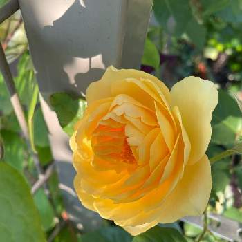 庭植えの画像 by cruyffyanさん | フェンスとグラハム トーマスとつるバラと庭植えと黄色のバラとばら バラ 薔薇