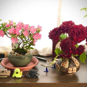出窓の画像 by umexさん | 窓辺とバラとツツジとミヤマキリシマと出窓と小品盆栽