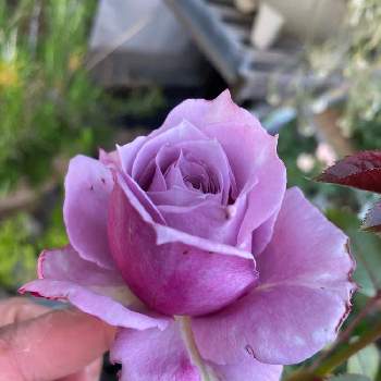 薔薇 ノヴァーリスの画像 by 紫月さん | 小さな庭と薔薇♪と花のある暮らしと薔薇 ノヴァーリスと@春の薔薇