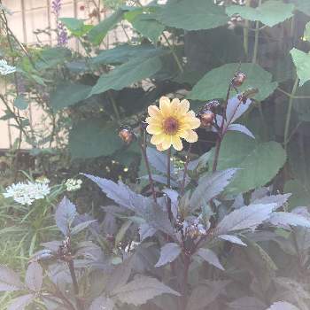 咲き始めましたの画像 by ぷるんさん | 小さな庭とプチダリア ハミングブロンズ サイレンティアと咲き始めましたとお庭のお花とナチュラルガーデンとお花のある暮らしとナチュラルスタイルと今年もありがとうと花のある暮らし