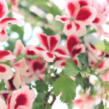 春の訪れの画像 by sakaさん | 広い庭とゼラニウムと春のお花と庭の花と春の訪れとおうち園芸と鮮やか と花のある暮らし