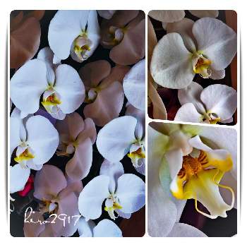 　白い花の画像 by hiro2917さん | 部屋と胡蝶蘭とありがとう❤️と感謝とコロナに負けるな‼️と花いろいろと花のある暮らしと　白い花