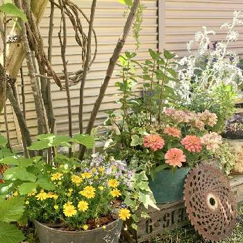 シャビーの画像 by ちりねこさん | 小さな庭とプチハッピーとシャビーとプランターと寄せ植えとアンティークカラーとおうち園芸とのんびりときまぐれとお家時間と雑貨と花のある暮らし
