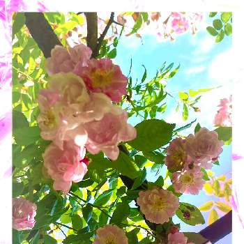 ポジティブCOLORの画像 by ‪❂まゆ❂さん | お出かけ先とポジティブCOLORと観葉植物と植物のある暮らしとGS心の病院とはなのある暮らしと綺麗とこの色合いに一目惚れ♡と❤️いいね、ありがとうと可愛いと薔薇♪とお花は癒しとはなのあるくらしといやし♪