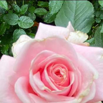 好きな色の画像 by 花が好きさん | 小さな庭と薔薇とオードリーヘップバーンといつも笑顔で〜〜♡とキュンキュン乙女倶楽部とウクライナに平和をとみんなが幸せに〜〜♡と好きな色とありがとう♡とGSミニモニといい感じ♪♪とバラと夢CLUBと小さな庭♡ととても癒される♡と薔薇が好き❤とガーデニングと花のある暮らしと花が好きです♡♡♡と花の16年組♡とみんなが健康に〜〜♡と癒しの時間♡と好きな薔薇♡