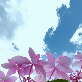 空が好き♪の画像 by 夢遊歩人ꕤTOTOROGAOꕤさん | お出かけ先と空ヘ　元気　UP⤴❦とあじさいと紫陽花　あじさい　アジサイとあじさい ダンスパーティーとピンクワールドへようこそとyu ＆ゆうクラブとお花大好き♡とピンクの花と素敵な日曜日を✨と空が好き♪とビューティフルサンデーと雲仲間と散歩とピンク大好きとＧＳだヨ！全員集合と好きな花♡と今この時を切に生きると武器よ　さらばꕤと＃花友とお散歩と＃花が好きと#写真好きと花が好きと仲良しリレー( 〃▽〃)