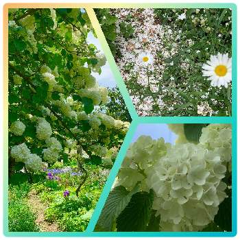 オオデマリ❁の画像 by のばらさん | 広い庭とこんばんは❤️と❤️M.family❤️と白いお花と福島からのエールとオオデマリ❁