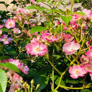 バレリーナ,かわいい,薔薇バレリーナ,ピンクワールドへ ようこそ,元気に育ててますよの画像