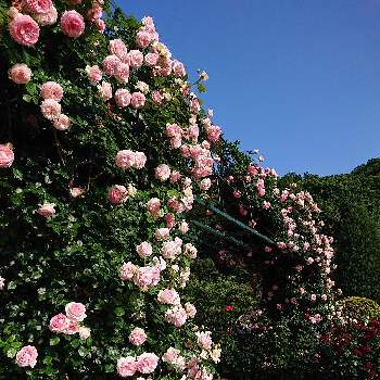 あしかがフラワーパークの画像 by ちーちゃんさん | ピエールドゥロンサールとあしかがフラワーパークと花が好きとお出かけ先にてと薔薇が好き❤️