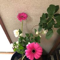 ガーベラ ピンク,薔薇（黄色）,サツキバイ,いつもありがとう♡,生け花の画像