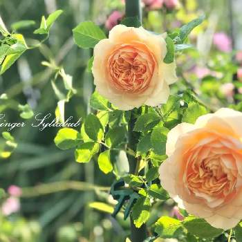 nyaco's 2nd garden rose✼¨*の画像 by nyacoさん | 宿根草の庭とバラと宿根草とばら バラ 薔薇とバラはいいなぁと薔薇愛同盟と薔薇に魅せられてとバラのある暮らしとつるバラとイングリッシュガーデンとnyaco's rose 2022とイングリッシュガーデンに憧れてとバラが好きとnyaco's 2nd garden rose✼¨*と薔薇♪とバラ・ミニバラとジンジャーシラバブ バラとnyacoの第２ガーデンという名の畑とバラを楽しむ