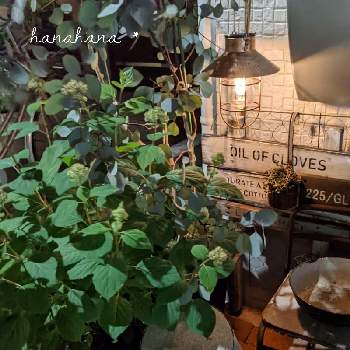 ライトアップの画像 by hanahanaさん | 玄関とピンクアナベル　アメリカアジサイとユーカリポポラスとｸﾞﾘｰﾝﾈｯｸﾚｽ♡と幸せとソーラーランタンと癒しと夜の玄関と雑貨好きと素敵な空間と玄関周りの植物と花好きと古道具とライトアップ