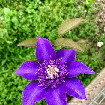 毎年咲くの画像 by れいちるさん | 小さな庭とクレマチスと平和を願う☆と毎年咲くと小さな小さな庭と花のある暮らしと紫の花と咲いた！