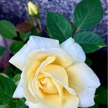 素敵な花の画像 by わこ✡️さん | ミニ薔薇フォーエバーときいろい花とばら バラ 薔薇と素敵な花と薔薇大好き❤️とおうち園芸と素敵な色合いと花のある暮らし