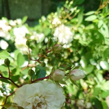 ミニバラ・グリーンアイスの画像 by 鳩子 hatokoさん | 小さな庭とミニバラ・グリーンアイスとミニバラと田舎暮らしと庭の花と花のある暮らしと地植えと庭の宿根草