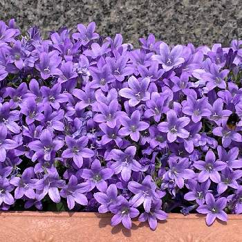 紫色のお花の画像 by シクラメンさん | アプローチとベルフラワーと穏やかな日々を願ってと癒されると紫色のお花とお花とグリーンのある暮らしとかわいいと武器ではなく花をと小さいお花の集まり