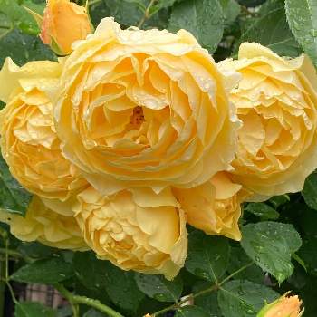 黄色のバラの画像 by 撫子さん | イングリッシュ・ローズとER グラハムトーマスと黄色のバラ