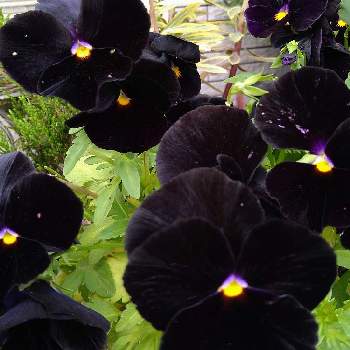黒いお花の画像 by あーちゃんさん | パンジーと鉢植えのお花と玄関前と黒いお花