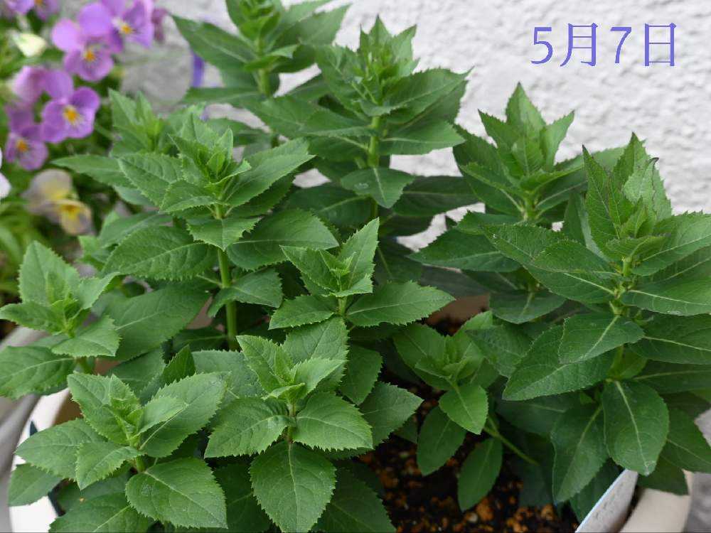 桔梗を球根から咲かせよう💜🤍💗｜🍀GreenSnap（グリーンスナップ）