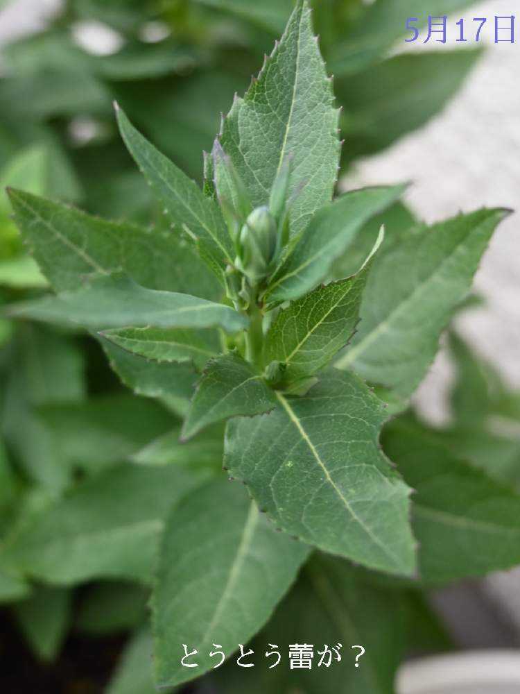 桔梗を球根から咲かせよう💜🤍💗｜🍀GreenSnap（グリーンスナップ）