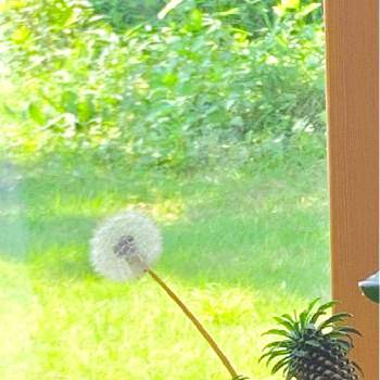ソテツキリン（パイナップルコーン）の画像 by ハルさん | 窓辺とソテツキリン（パイナップルコーン）と多肉植物と何気ない日常と昼下がりの午後