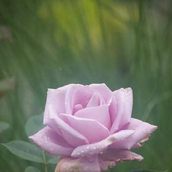 ブルームーンの画像 by soy_βin さん | 小さな庭とバラとブルームーンとマイガーデンと季節の花とGS繋がに感謝と今日のお花と多年草とジギタリス*と花のある暮らしとバラ・ミニバラとばらの香りと繋がりに感謝✨