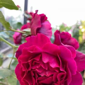 咲きましたの画像 by くろのわーるんさん | オデュッセイアといい香りと咲きましたと赤バラ