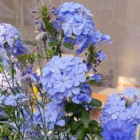 ルリマツリ,風薫る五月,青い花,ルリマツリ☆,花のある暮らしの画像