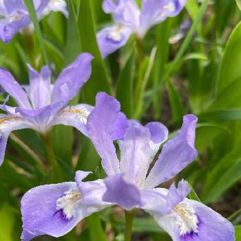 紫色のお花の画像 by きなこさん | ヒメシャガとウクライナに平和をと可愛すぎてと静かな日曜日と紫色のお花とちっちゃいものクラブ