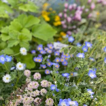 春の庭の画像 by mi.さん | 花のある暮らしと春の庭と小さな小さな庭と晴れの日の1枚