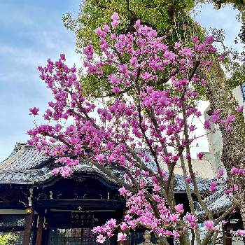 京都の画像 by Kay_Tama-gsk さん | お出かけ先と神社仏閣とピンクの花とピンク色と寺院と京都