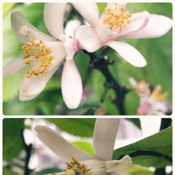 レモンの花の画像 by cocochanさん | 小さな庭とレモンの木と無農薬❤家庭菜園とレモンの花と季節感