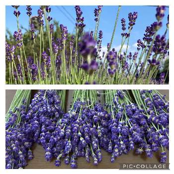 紫色の花,ハーブ,イングリッシュ・ラベンダー,いい香り,春の花 ❁の画像