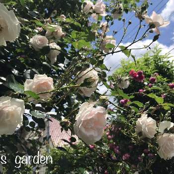 ニュードーンの画像 by あきさんさん | 小さな庭とニュードーンと薔薇とパレードと薔薇に魅せられてと植中毒とピンクと花のある暮らしと薔薇♪とロザリアン