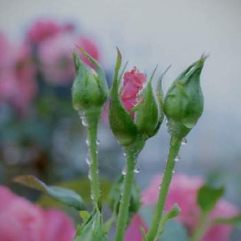 しずくの画像 by sakaさん | 広い庭と雨上がりとキラキラと春のお花とばら バラ 薔薇としずくと庭の花と薔薇 バラ ばらとおうち園芸と鮮やか と花のある暮らしとグリーン