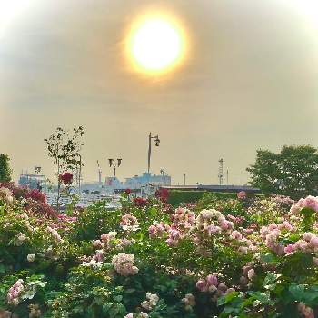素晴らしいの画像 by heartさん | お出かけ先とスマホ撮影と素晴らしいと素敵なお花とガーデンネックレス横浜2022コンテスト