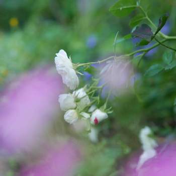 ミニバラ・グリーンアイスの画像 by 由美子さん | 小さな庭とミニバラ・グリーンアイスとミニバラとゆみさんのバラ遊びとLUMIX gf7とパナライカ25mmとミラーレス一眼と月曜日にはバラをとF2.2