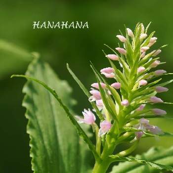 野の花の画像 by HANAHANAさん | ノビネチドリと北海道と野の花と野幌森林公園