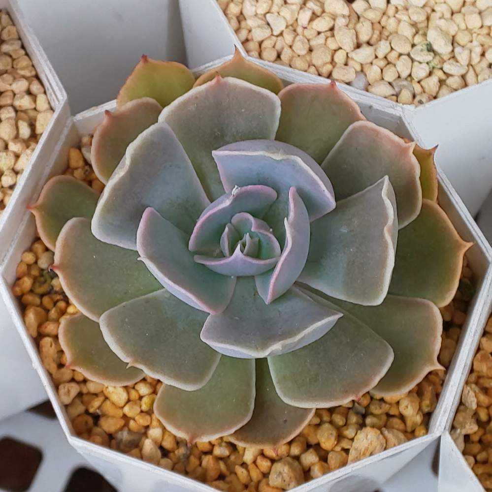 414 ベレンの生長記録 2022.05.20更新｜🍀GreenSnap（グリーンスナップ）